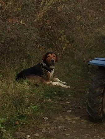 Kaybolan köpeklerini günlerdir arıyor