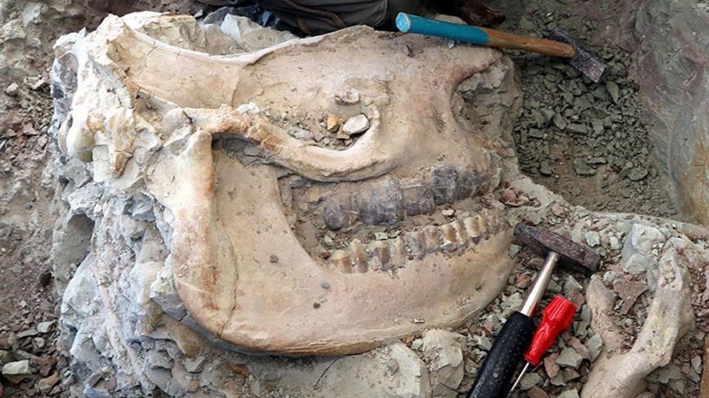 Çankırı’da 8 buçuk milyon yıllık gergedan fosili bulundu