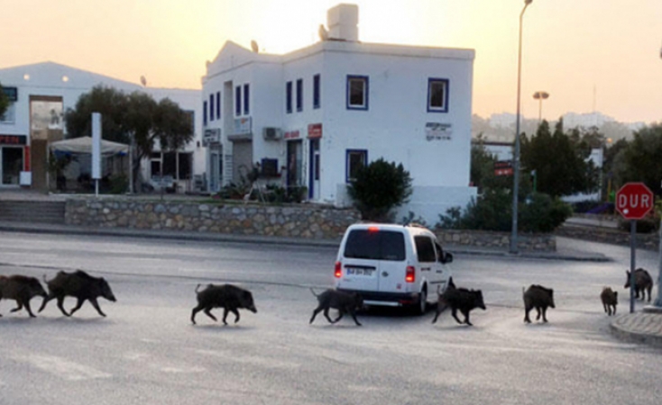 Domuzlar Bodrum merkezine indi