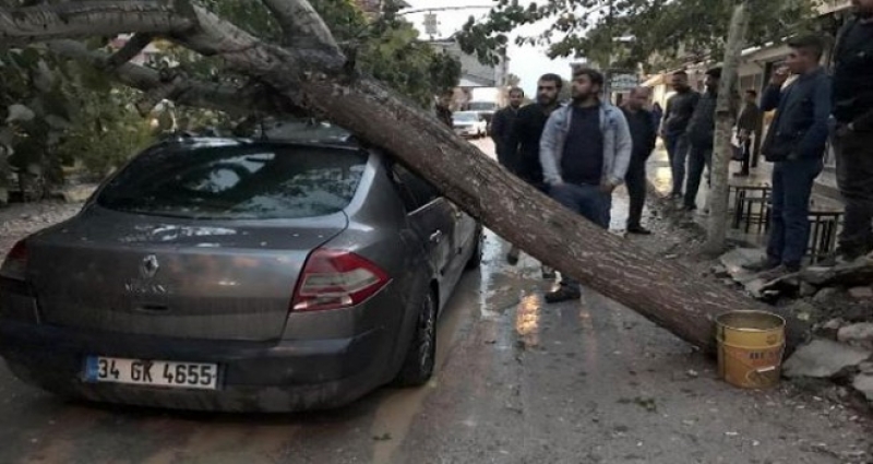 Vanda şiddetli rüzgarda ağaç otomobilin üzerine düştü