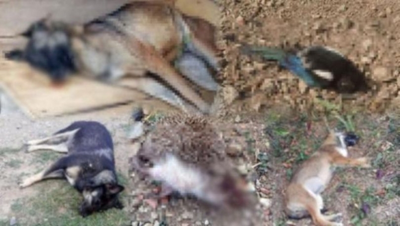  Ankara’da hayvan katliamı, İnsanlığınızdan utanın