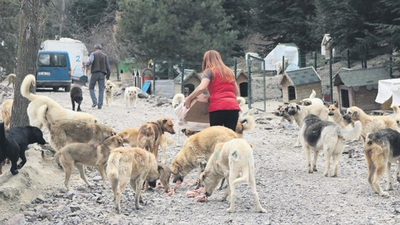 Her gün 500 köpeği besliyorlar