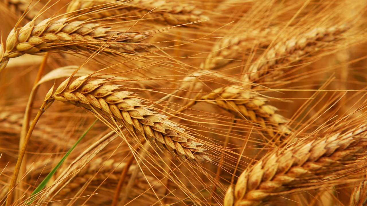 TMOya buğday, arpa, mısır, pirinç ve kuru baklagil için ithalat yetkisi